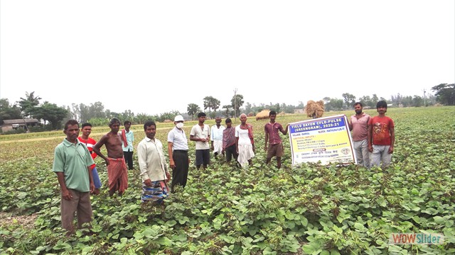 CFLD on pulse (greengram) at village Damkal of Mathurapur II block by RAKVK