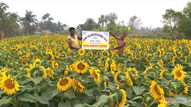 Demonstration of zero tillage on sunflower at Farmer's Field of Sagar