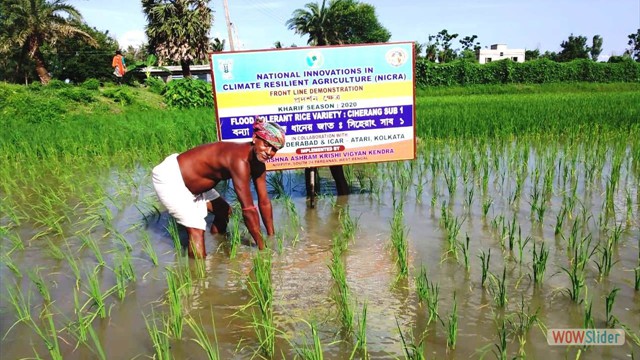 Demonstration on submergence tolerant rice variety