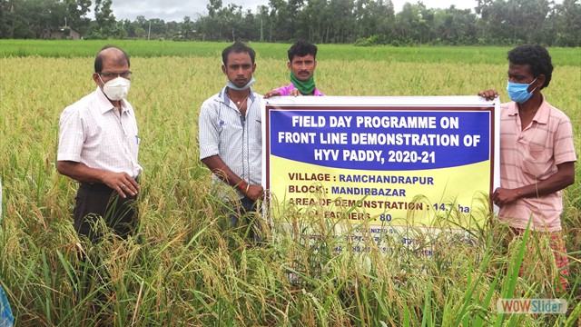 FLD on HYV paddy at Mandirbazar block