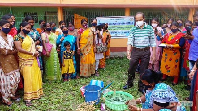 Hands on training on Carp fry and fingerling production sponsored by the Dept. of Fisheries, Govt. of West Bengal