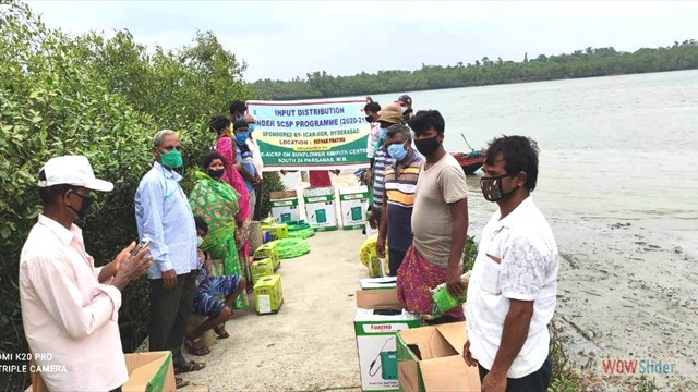 Input distribution to farmers under SCSP programme of AICRP (Sunflower) at Patharpratima