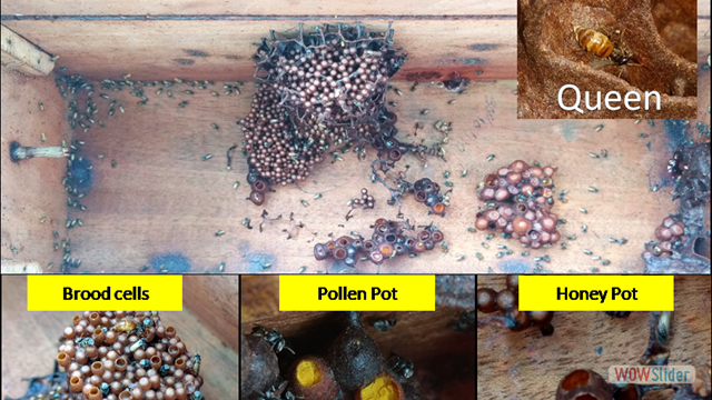 A colony of stingless bee, maintained at the AICRP (Honeybee & Pollinators) centre in RAKVK, Nimpith