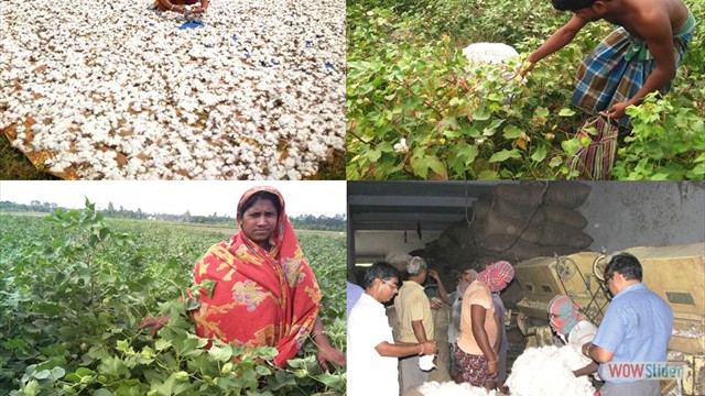 Cotton procurement by Nimpith KVK