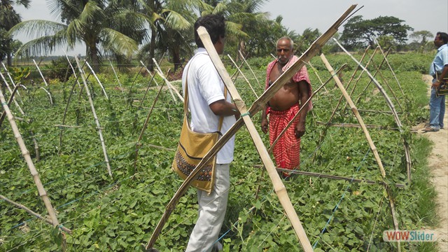 Cultivation of second crop through Landshaping project in North 24 Parganas
