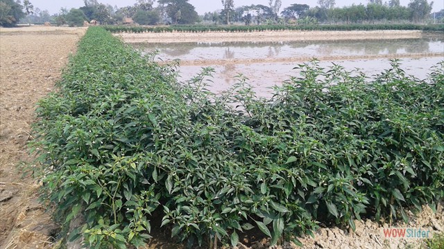 Demonstration of vegetable cultivation on Land embankment under IWMP-6 Programme of KVK