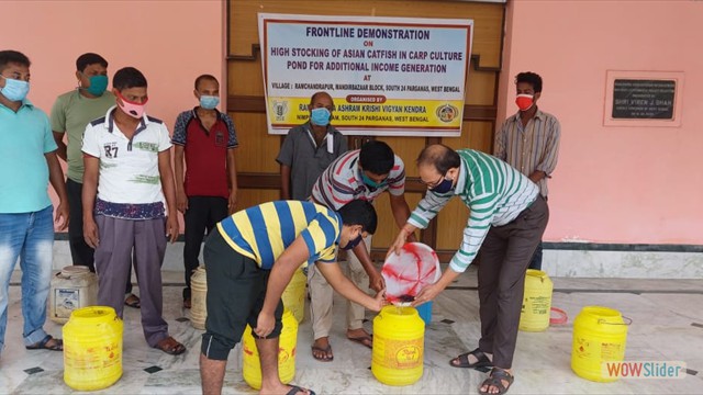 Distribution of magur fingerlings in fishery FLD programme