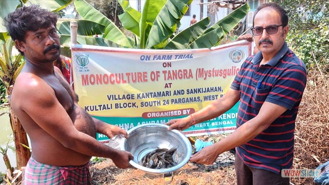 Nona tangra fish harvested from fishery OFT