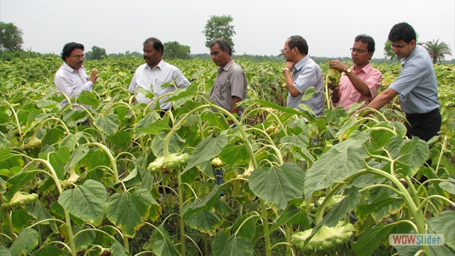 Performance of sunflower crop is seen by the dignitaries of Calcutta University and line Dept. officials