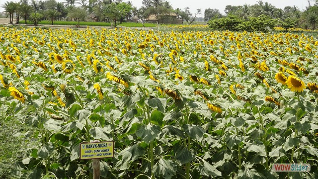 Popularization of Sunflower crop in Bankura District under �Tribal Sub-Plan� programme