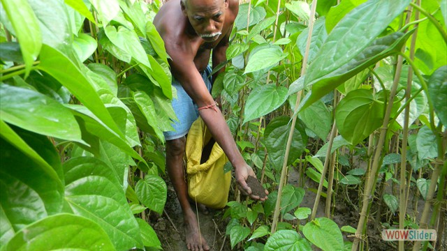 Promotion of organic manure in beetle vine plantation