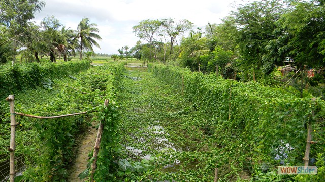 Ridge & Furrow cultivation at Bongheri village under NICRA Project