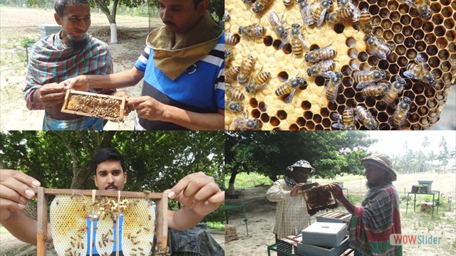 Scientific management practices in Bee Keeping under AICRP (HB & P) of KVK