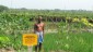 A successful farmer with his Land Shaping plot demonstrated through RKVY Project of Dept. of Agril., GoWB