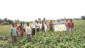 CFLD on pulse (greengram) at village Damkal of Mathurapur II block by RAKVK