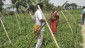 Cultivation of second crop through Landshaping project in North 24 Parganas