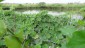 Demonstration of Landshaping & Rain Water Harvesting technology by KVK