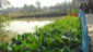 Demonstration of Nutrition garden surrounding the pond embankment by KVK