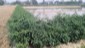 Demonstration of vegetable cultivation on Land embankment under IWMP-6 Programme of KVK