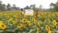 Demonstration of zero tillage on sunflower at Farmer's Field of Sagar