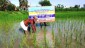 Demonstration on submergence tolerant rice variety