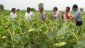 Performance of sunflower crop is seen by the dignitaries of Calcutta University and line Dept. officials