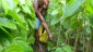 Promotion of organic manure in beetle vine plantation
