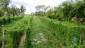Ridge & Furrow cultivation at Bongheri village under NICRA Project