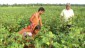 Utilization of saline rice fallow through cotton cultivation programme of KVK